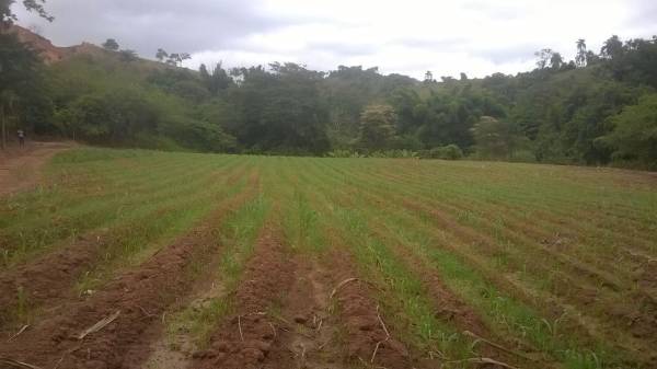 Apresenta&ccedil;&atilde;o aos produtores rurais do munic&iacute;pio a planta&ccedil;&atilde;o de Capia&ccedil;u